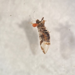 Bactericera maculipennis