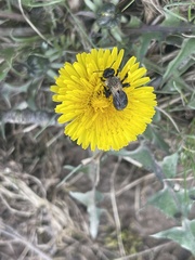 Andrena carlini