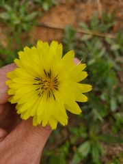 Pyrrhopappus grandiflorus