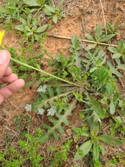 Pyrrhopappus grandiflorus