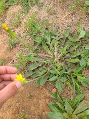 Pyrrhopappus grandiflorus