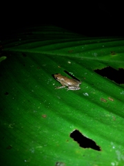 Dendrophryniscus imitator