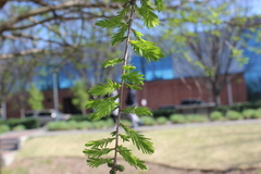 Taxodium distichum