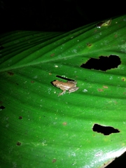 Dendrophryniscus imitator