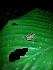 Dendrophryniscus imitator