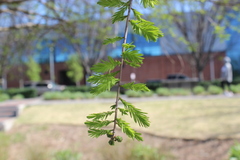 Taxodium distichum