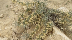 Astragalus spinosus