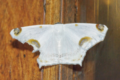 Sericoptera