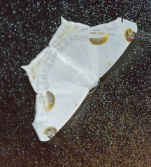 Sericoptera