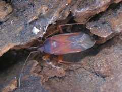 Balboa ampliata