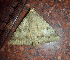 Pandesma quenavadi