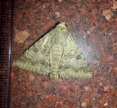 Pandesma quenavadi