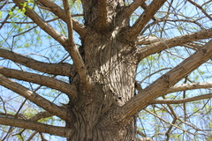 Taxodium distichum