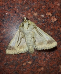 Pandesma quenavadi