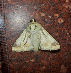 Pandesma quenavadi