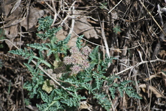 Vesper montanus