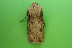 Agrotis puta