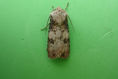 Agrotis puta