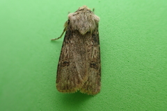 Agrotis puta