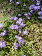 Mazus miquelii