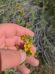 Amsinckia lycopsoides