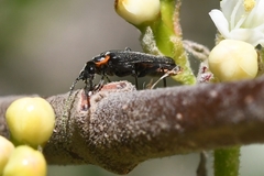 Cantharis obscura