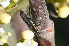 Cantharis obscura