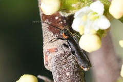 Cantharis obscura