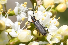 Cantharis obscura