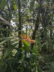 Palicourea guianensis