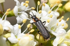 Cantharis obscura
