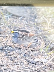 Zonotrichia albicollis