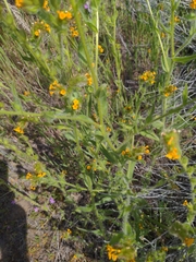 Amsinckia lycopsoides