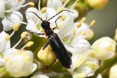 Cantharis obscura