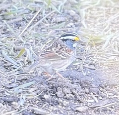 Zonotrichia albicollis