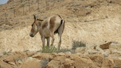 Equus hemionus