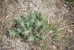 Castilleja sessiliflora