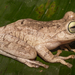 Banana Tree Dwelling Frog - Photo (c) Andrés Camilo Montes-Correa, some rights reserved (CC BY-NC), uploaded by Andrés Camilo Montes-Correa