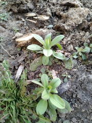Myosotis sparsiflora