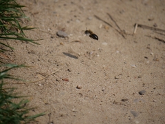 Colletes cunicularius