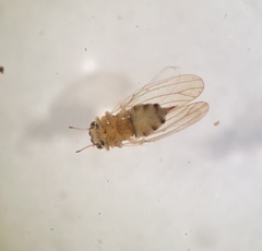 Blastopsylla occidentalis