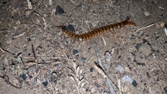 Scolopendra cingulata