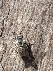 Andrena frigida