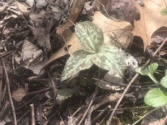 Trillium recurvatum