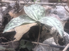 Trillium recurvatum