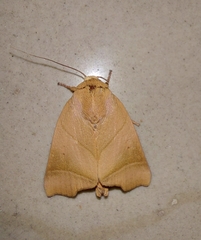 Carea angulata