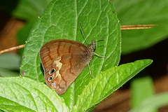 Cyllopsis argentella