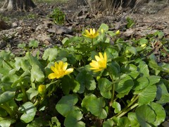 Ficaria verna