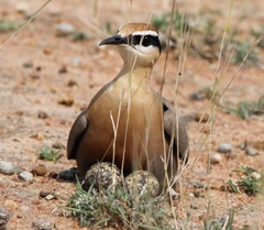 Cursorius coromandelicus