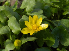 Ficaria verna